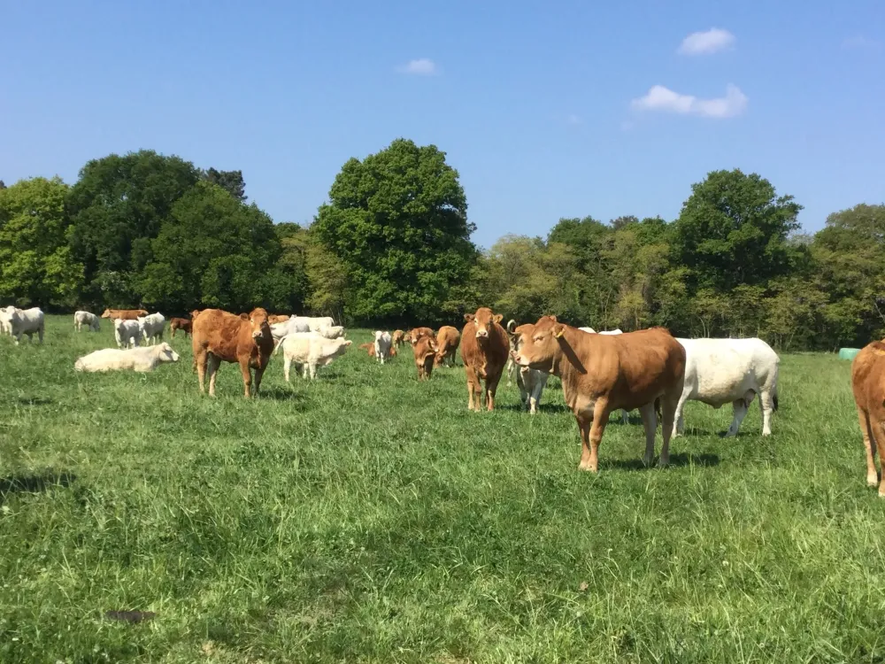 Élevage bovin à Herbignac